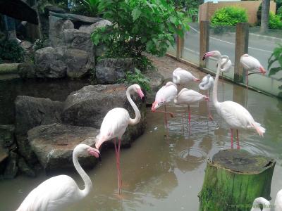 Чиангмайский зоопарк
