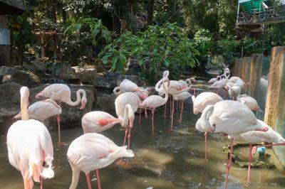 Чиангмайский зоопарк
